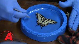 Insect Encapsulation using Alumilite Clear Resin | Alumilite