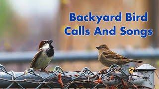 Backyard Bird Calls And Songs #1 - In Ontario - Bird Sounds and Chirps - Wild Bird Video Compilation