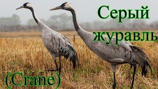 Серый журавль ( common crane)