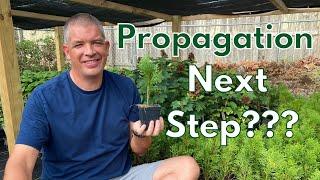 Plants are rooted! What's NEXT?? Next steps in plant propagation