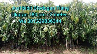 Jual Bibit Glodogan Tiang, ukuran 180 cm - 2 meter