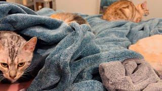 Dueling meows in the pet cuddle cave, full of cats and dogs!