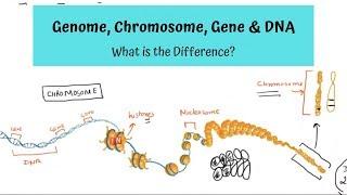 Genome, Chromosome, Gene and DNA – What is the Difference?