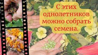 С этих однолетников можно собрать семена. И эти цветы позволяют сэкономить.