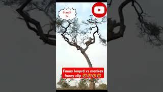 monkey vs leopard funny video#short #short feed #shorts #monkeyshot