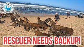 Teamwork Saves Seal Bull Trapped in Red Rope