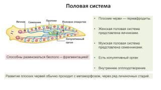 4. Тип Плоские черви (экспресс Зоология) подготовка к ОГЭ и ЕГЭ Биология