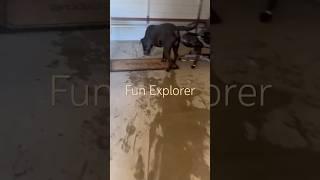 #doglover #dogfunnies #dogfunnyvideo #dogfunnyvideos #dogfunnyreels