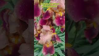 Доброе утро,хорошего дня открытки на каждый день #открытка #доброеутро #видеооткрытка #доброеутречко