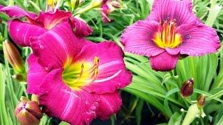 Best Perennials, Hemerocallis 'Siloam Royal Prince' (Daylily)