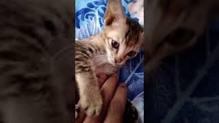 My Cats - Black Panther