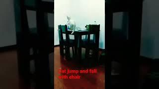 Cat jump and fall with chair #shorts