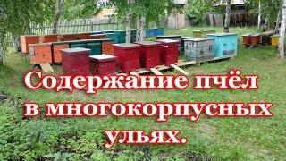 Пчеловодство. Разведение и содержание пчёл в многокорпусных ульях.