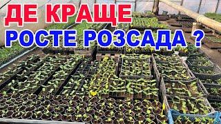 В чому вирощувати розсаду ? ПЕРЕВІРЕНО роками !