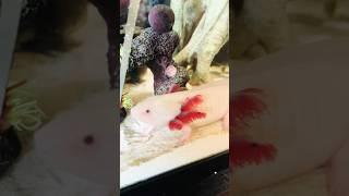 Pinky is so cute ️! #axolotl #feeding