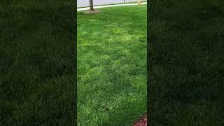 This Is Why I HATE Tenacity Herbicide  Sublime Herbicide #diylawncare