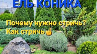 Веские причины для стрижки ели КОНИКА.