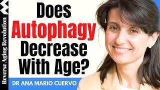 Does AUTOPHAGY Decrease With Age?  | Dr Ana Maria Cuervo Interview Clips