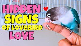 10 SECRET SIGNS That Your Lovebird LOVES YOU (but you don't know)