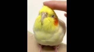 Check out this lovely Cockatiel! Isn't it just the cutest?  #cockatielscraze #birdscharm #cutepets