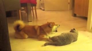 Dog Meows At Cat - Cat Not Impressed