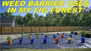 Using Weed Barrier To Stop Weeds And Quickly Grow My Fig Forest