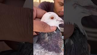 jama masjid kabutar market | pigeon market | red fort Delhi white pigeons