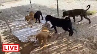 A peaceful day ️ Happy puppies are eating and playing  - Takis Shelter