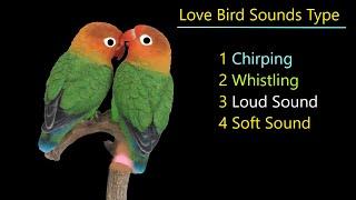 All lovebird sounds and what they talking | Love birds breeding