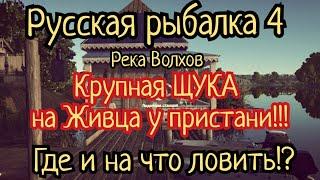 РР4. река Волхов. Крупная Щука на живца у Пристани! Шанс на Трофей всегда есть!