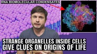 Strange Molecular Structures Inside Our Cells Hint at Origins of Life