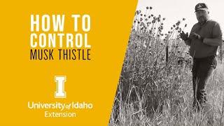 How to Control Weeds: Musk Thistle