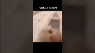 Cats | credit : Mr_memer | #cat #youtubeshorts #shorts