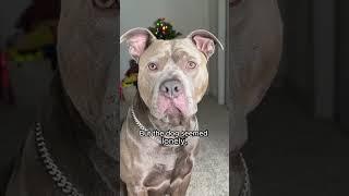 A touching story about a dog's maternal love #animals #love #shorts