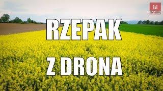 #Migawka #Rzepak kwitnie na Dolnym Śląsku. Pola rzepaku z drona