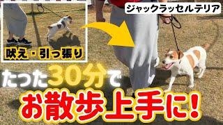 【犬しつけ】【吠える】お散歩で引っ張る、吠えるを直したい！基本の散歩の仕方をマスターしてお散歩上手になれる【ジャックラッセルテリア】