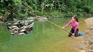 Ana used a green net to catch fish in a large stream. Unexpectedly caught a lot of big carp.