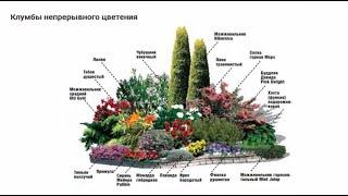 Клумбы непрерывного цветения – схемы с описанием цветов