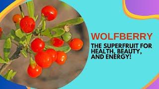 Wolfberry Wonders: Discover the Powerful Health Benefits of Goji Berries!