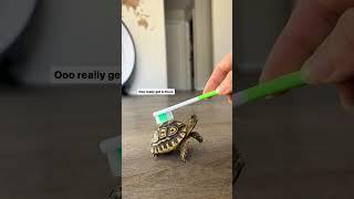 Adorable baby tortoise  #babytortoise #babyanimals #cuteanimals #tortoise #pets