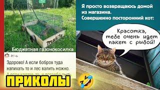 С пакетом рыбы, ты просто красотка - кота находка ! смотри смешные картинки мемы котики приколы  