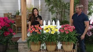 Cottage Farms 3-piece EveryDayLily Daylily Collection on QVC