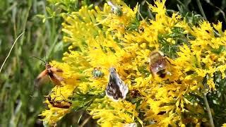 Insects nectaring and pollinating rabbitbrush at a mine reclamation, Sept 2021.