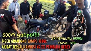 TIGER GRANDONG  ZX PEMBURU HEREX