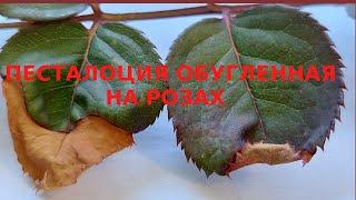 Розы. Песталоция обугленная. Магниевый и марганцевый хлороз. Недостаток калия.