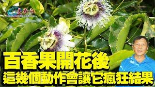 百香果開花後，做這幾個動作，會讓它瘋狂結果。