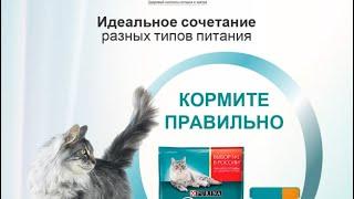 Royal, Purina (proplan), Hills. Честный обзор и разбор.