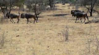 Wildebeests at Selous National Park, Tanzania