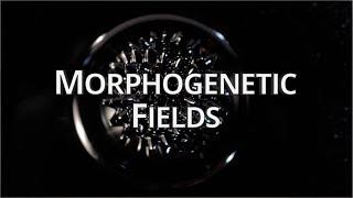 What Are Morphogenetic Fields? - Quantum University