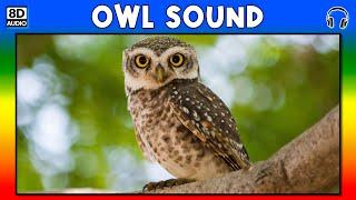  OWL SOUND - OWL SOUND EFFECT - SOUND OF OWL - NOISE OF OWL